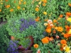 Sommarblommor